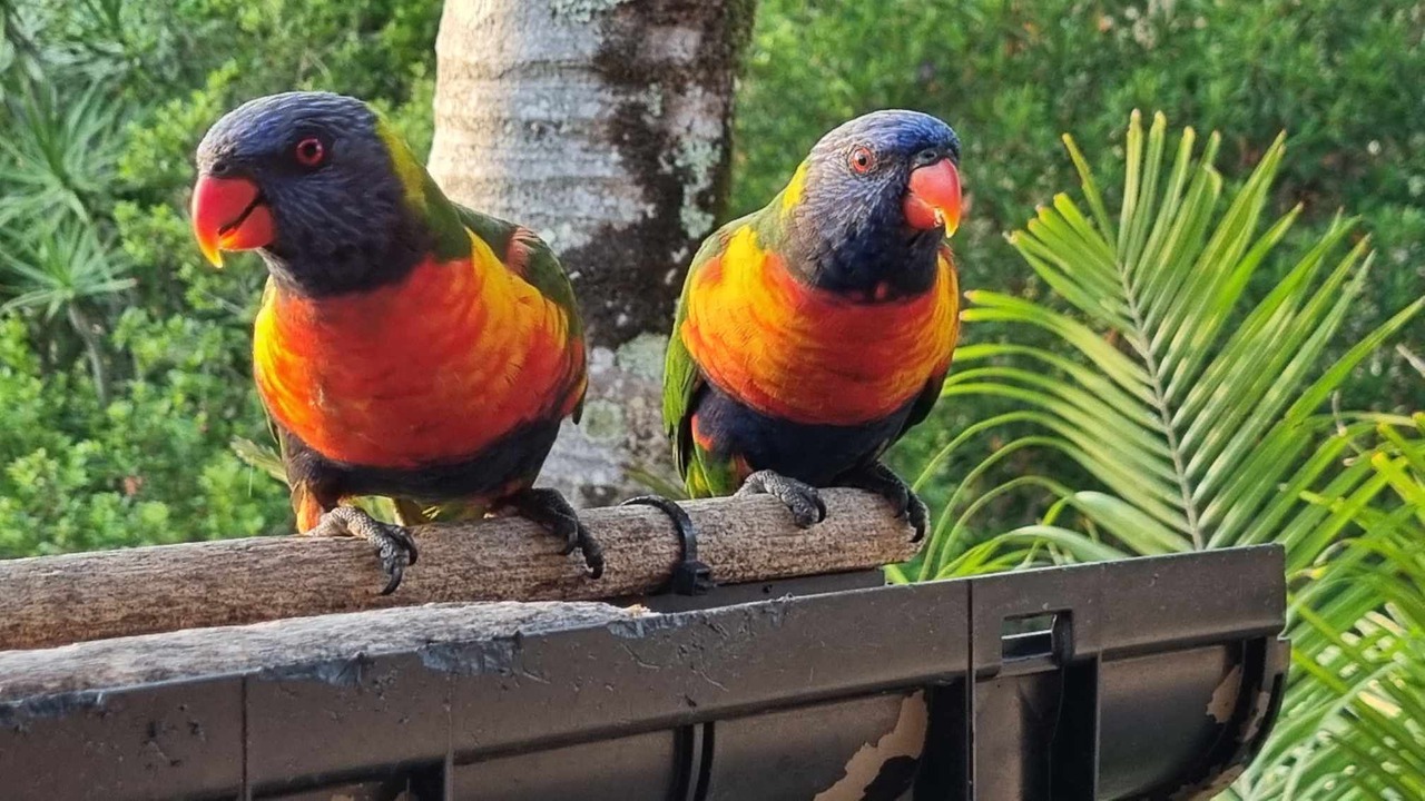 Photo of Others in Tallebudgera Valley