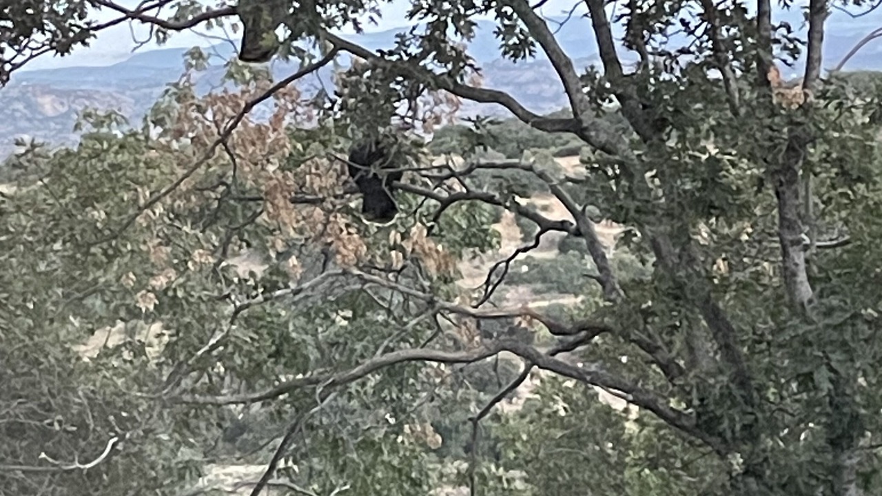 Photo of Others in Julian