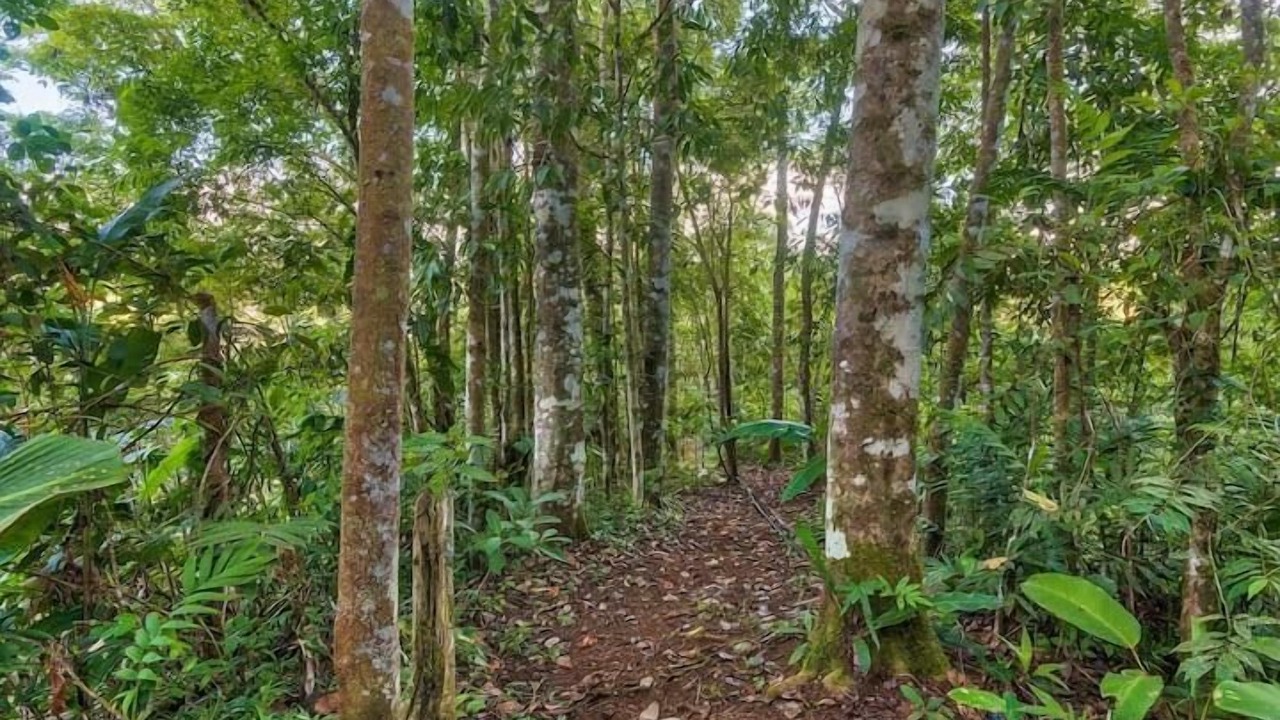 Photo of Outdoor in Platanares