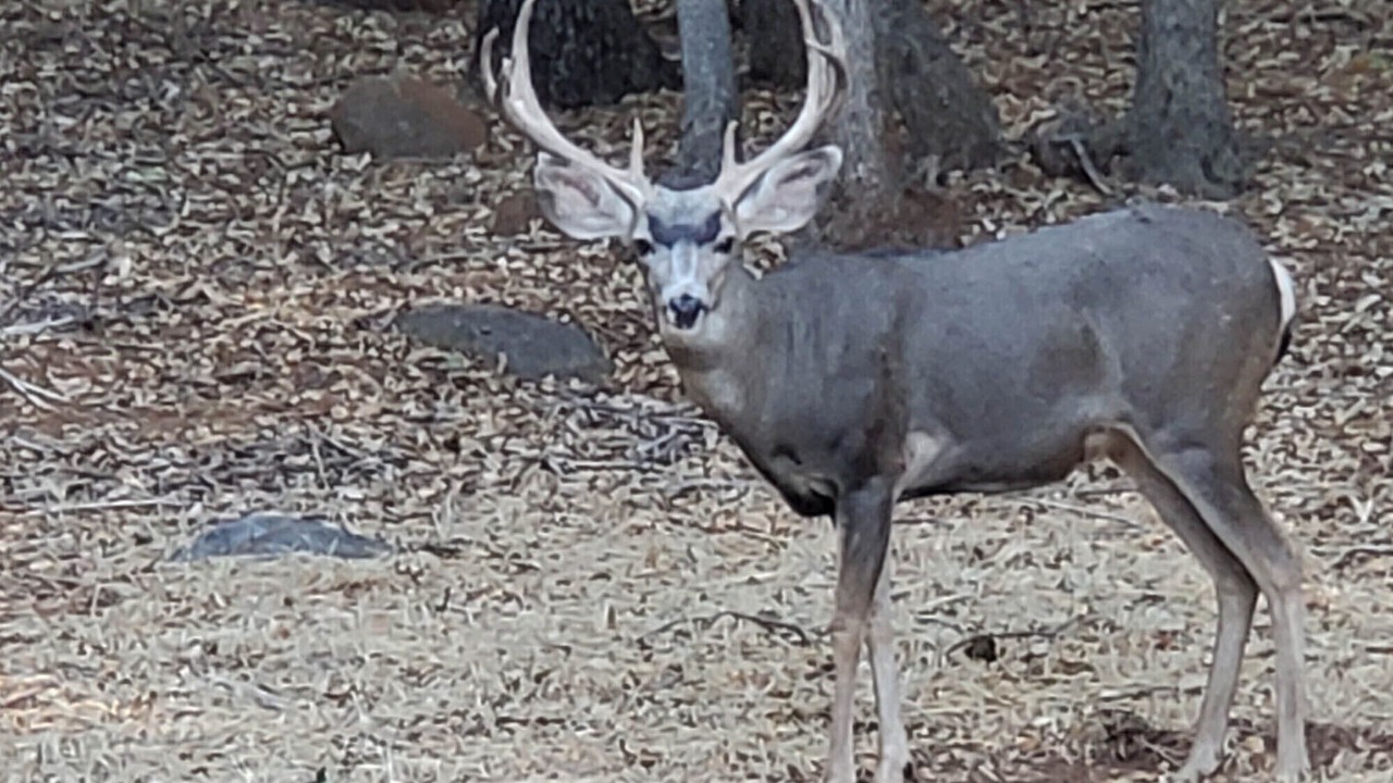 Photo of Outdoor in Julian