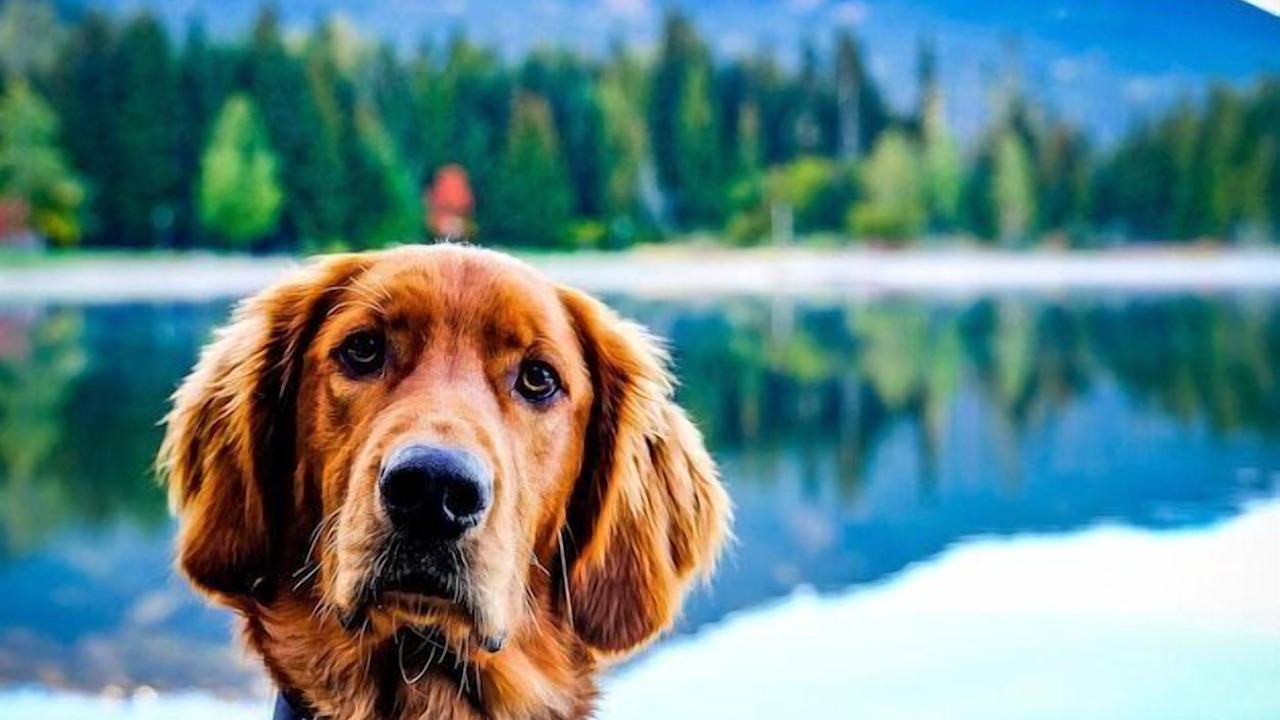 Photo of Others in Dogwood Mountain
