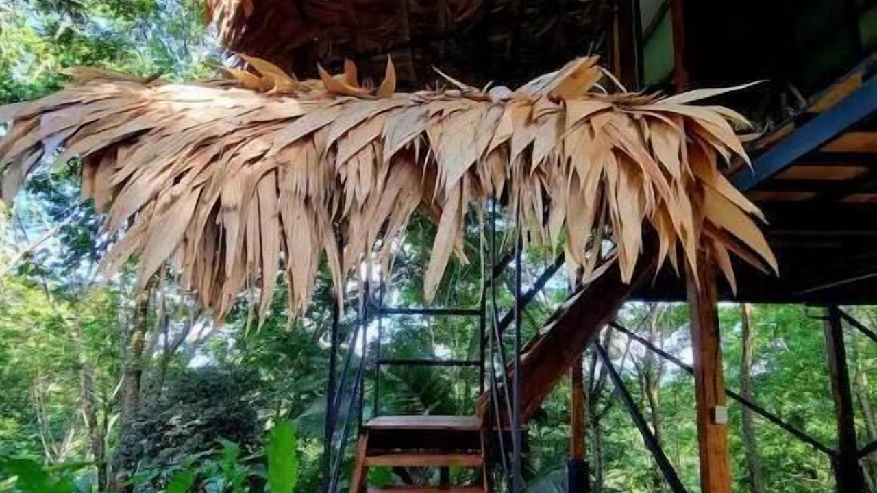 Photo of Outdoor in Cocles