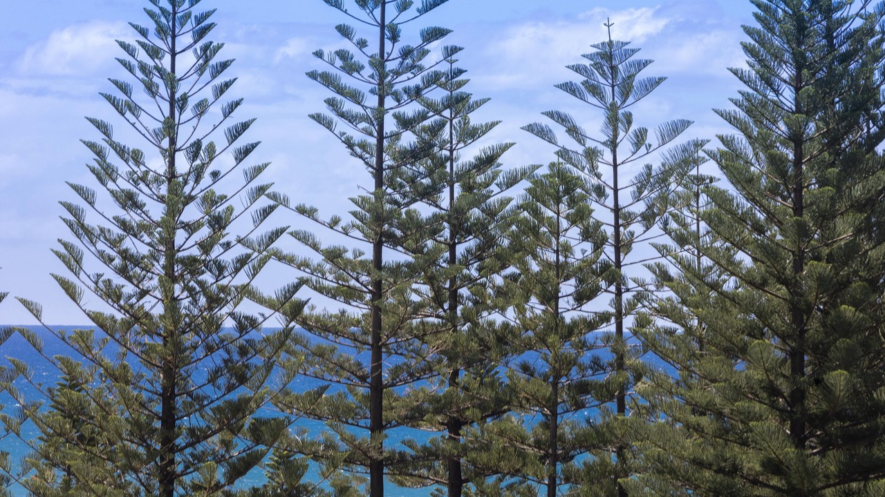Photo of Outdoor in Burleigh Heads