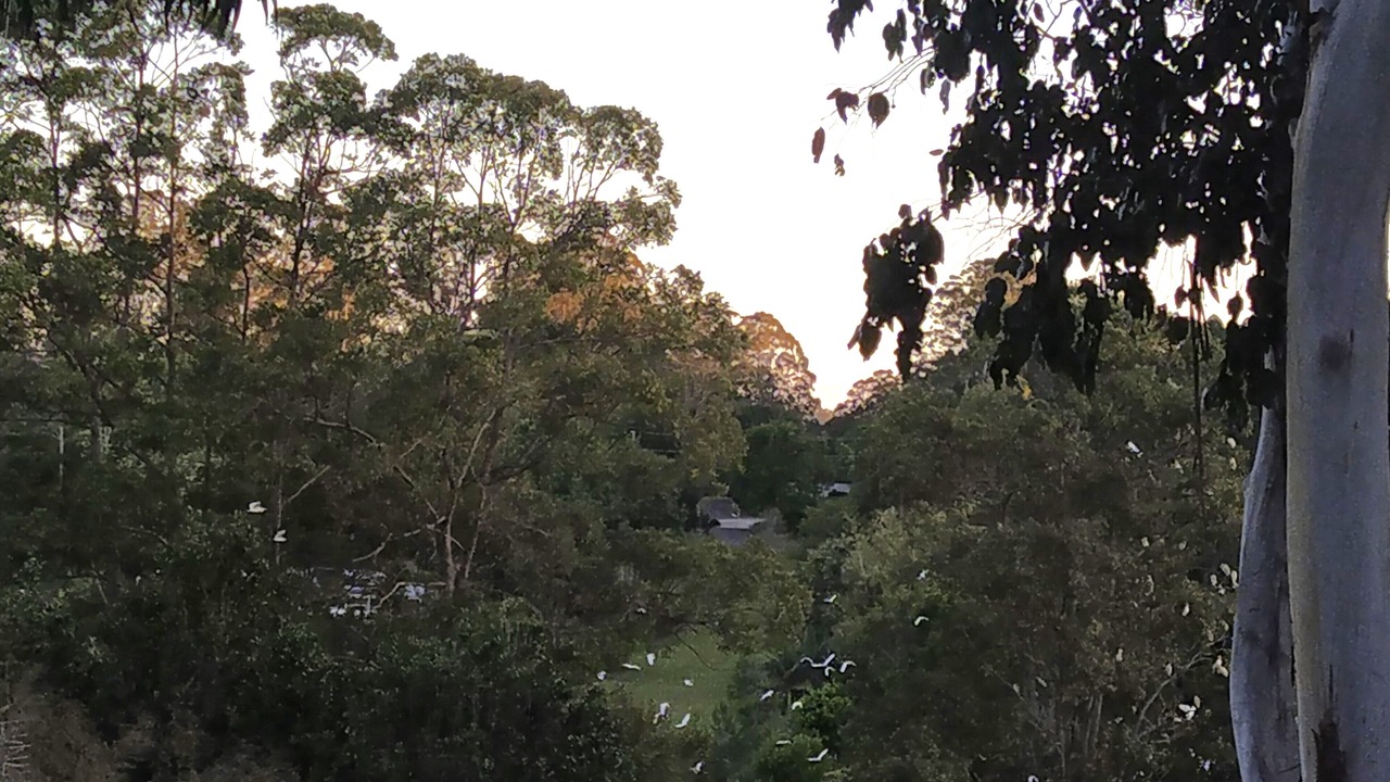 Photo of Outdoor in North Maleny