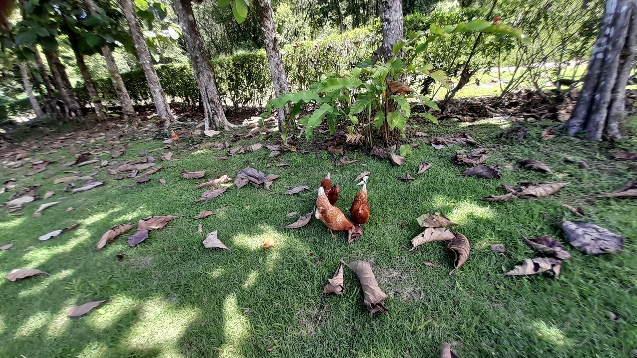 Photo of Outdoor in Ciudad Cortes
