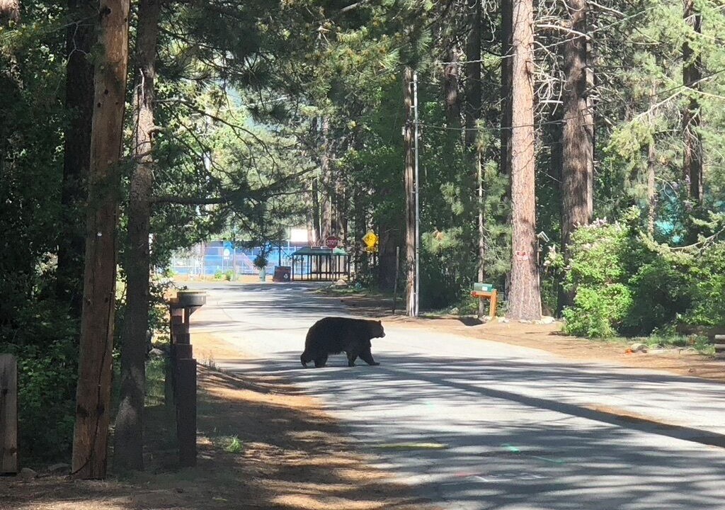 Photo of Others in Al Tahoe