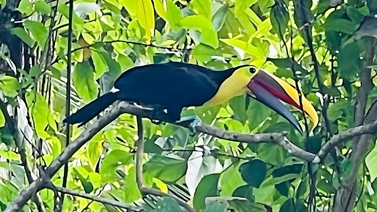 Photo of Others in Cahuita