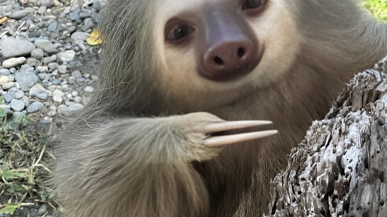 Photo of Others in Cahuita
