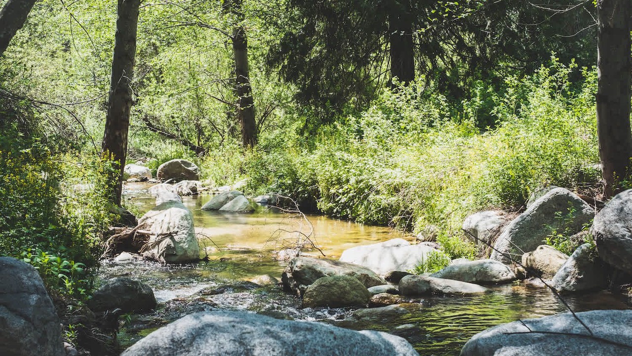 Photo of Others in Idyllwild