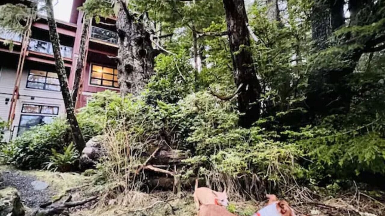 Photo of Others in Ucluelet