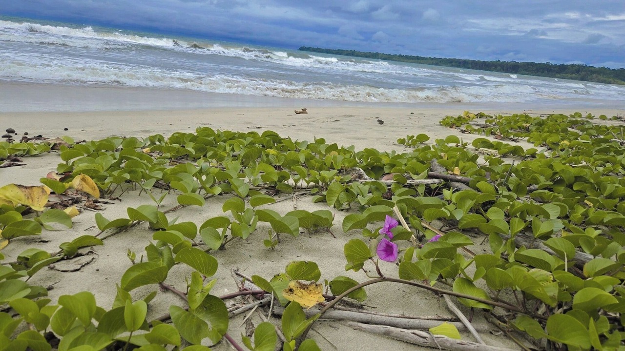 Photo of Others in Puerto Viejo de Talamanca