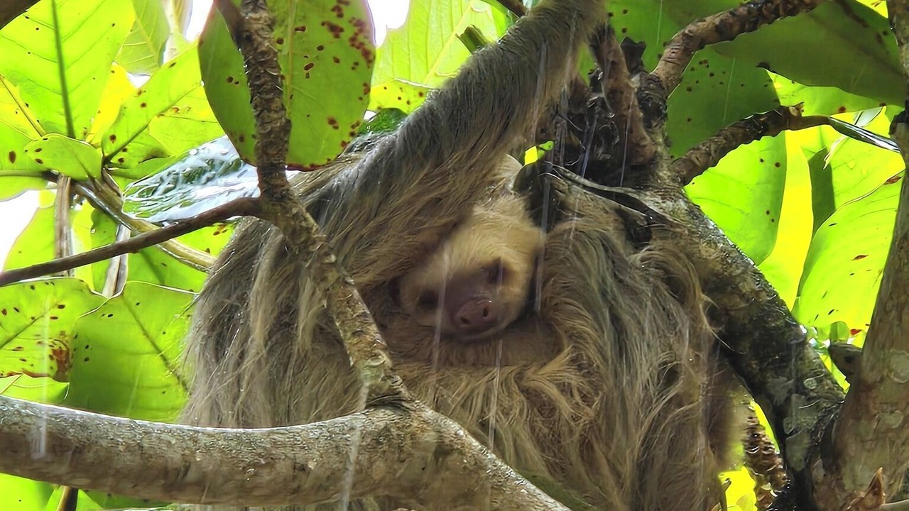 Photo of Others in Puerto Viejo de Talamanca