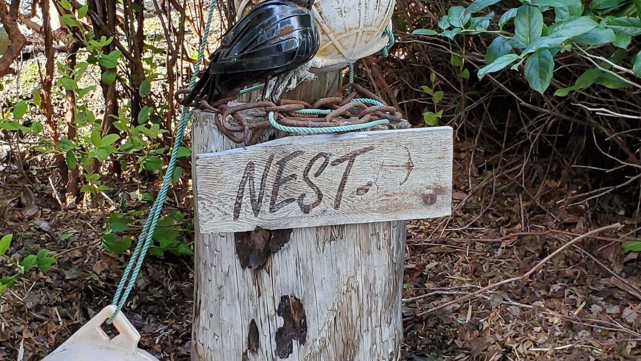 Photo of Others in Tofino