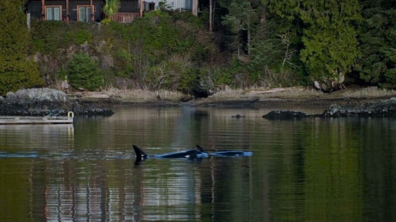 Photo of Others in Ucluelet