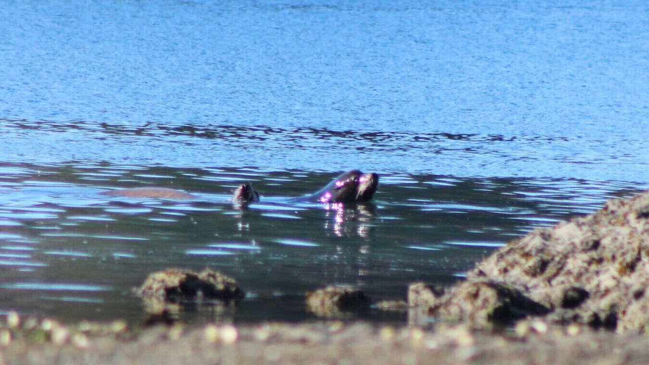 Photo of Others in Ucluelet
