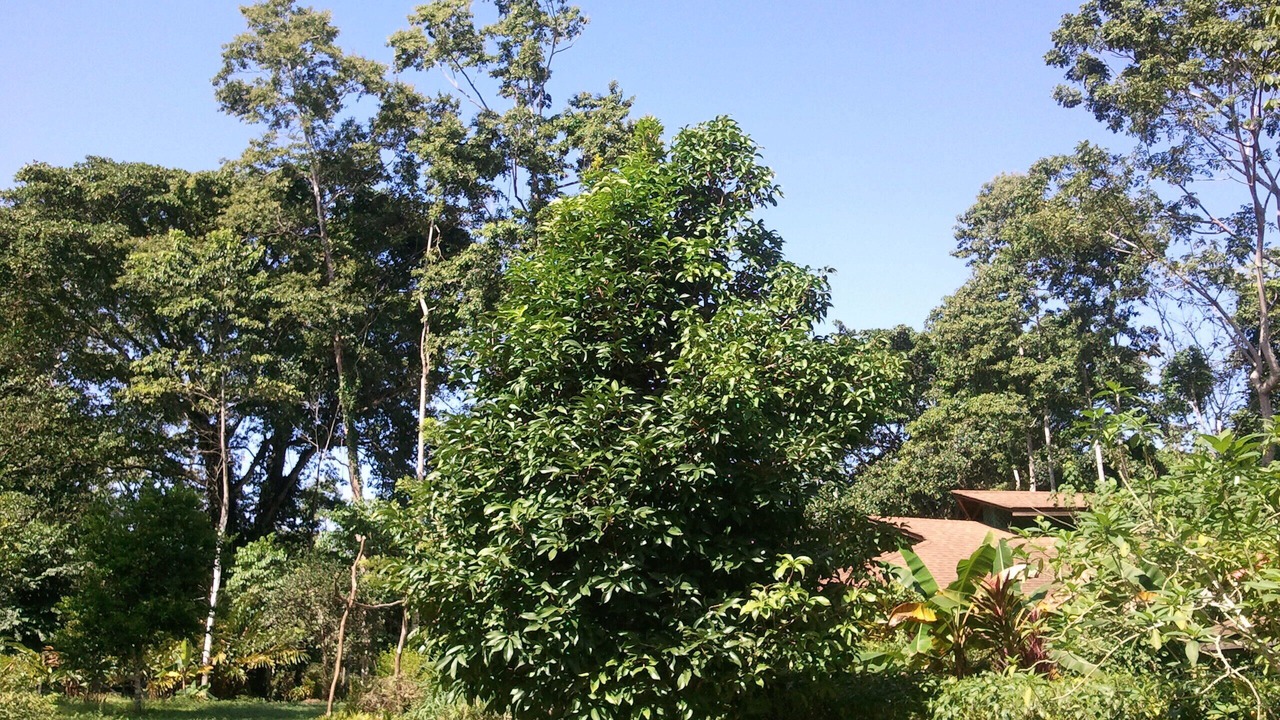 Photo of Outdoor in Cahuita