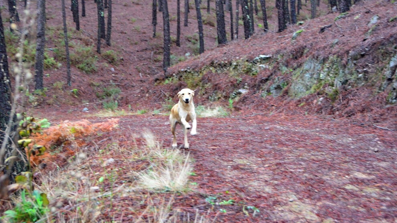 Photo of Others in Covilha