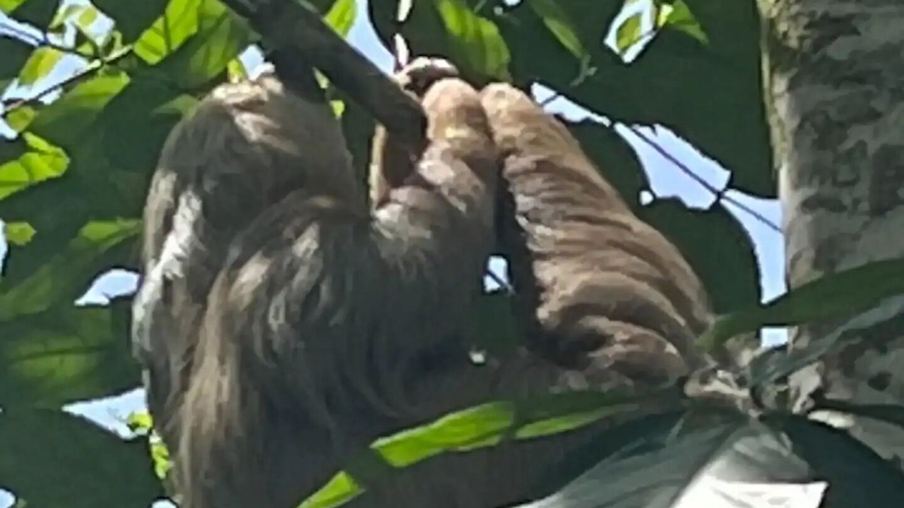 Photo of Others in Puerto Viejo de Talamanca