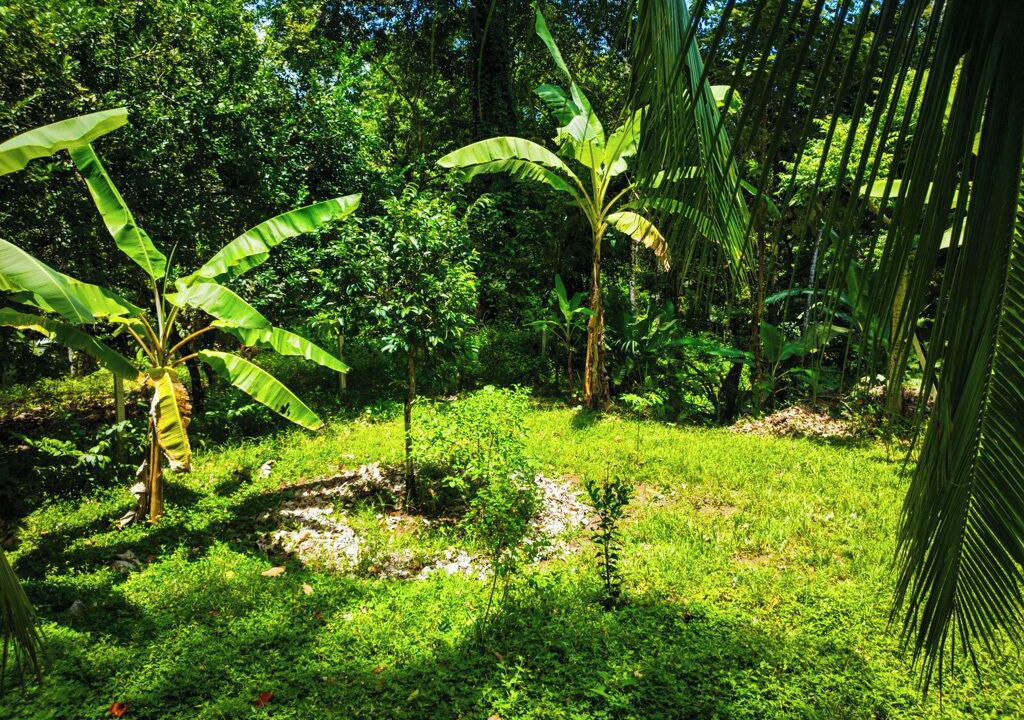 Photo of Outdoor in Cocles