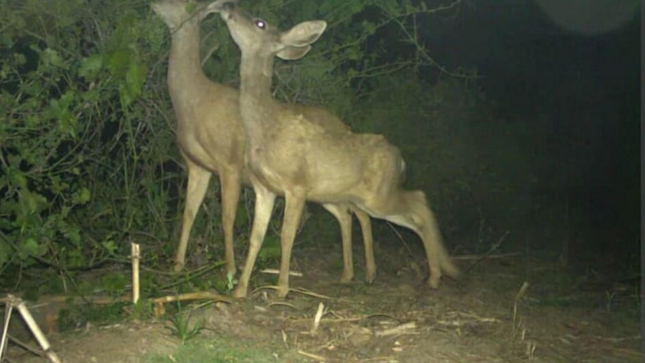 Photo of Outdoor in Springville