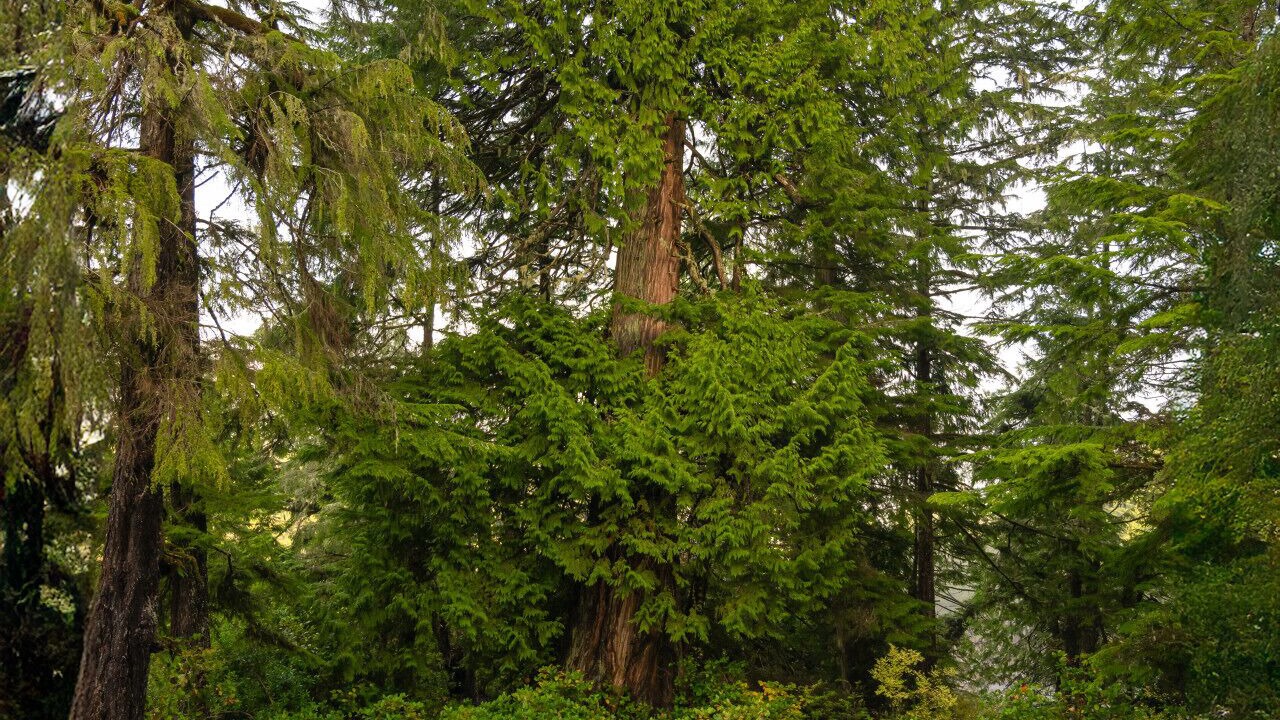 Photo of Others in Ucluelet