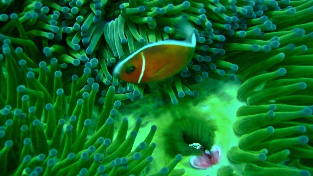 Photo of Others in Savusavu
