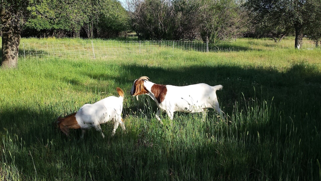 Photo of Others in Julian