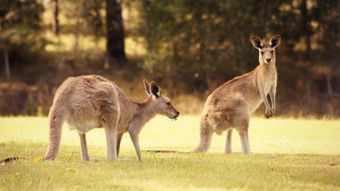 Photo of Others in Boonah