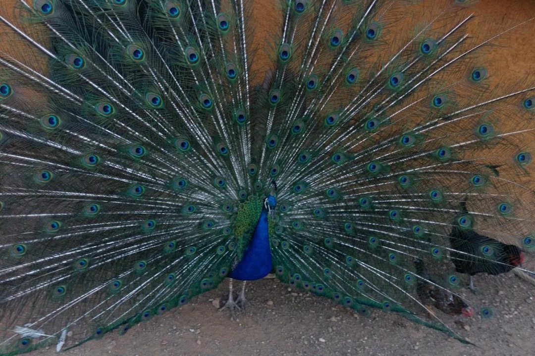 Photo of Others in Penamacor
