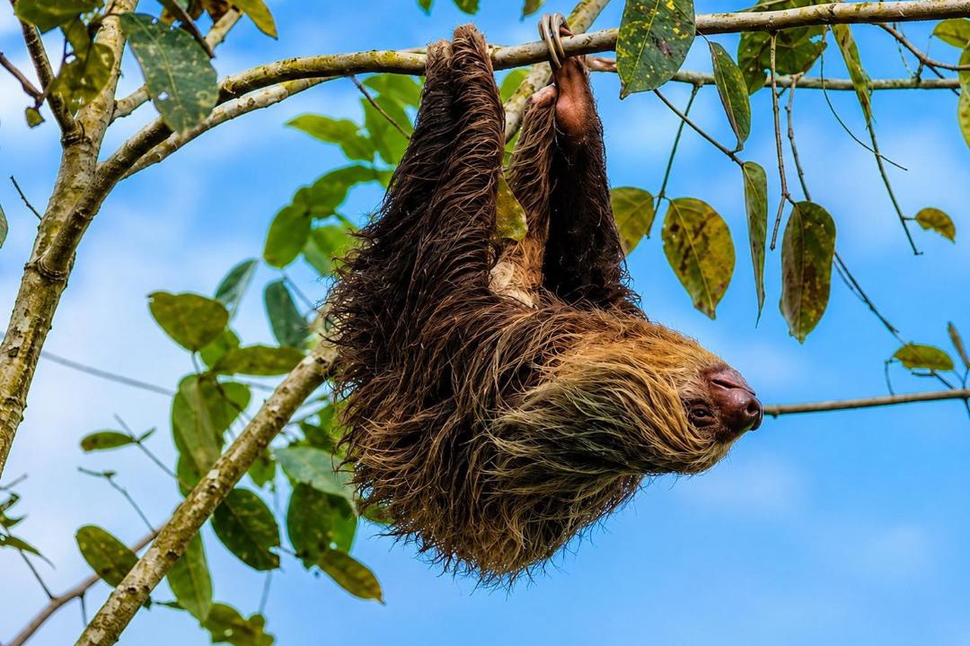 Photo of Others in Cahuita
