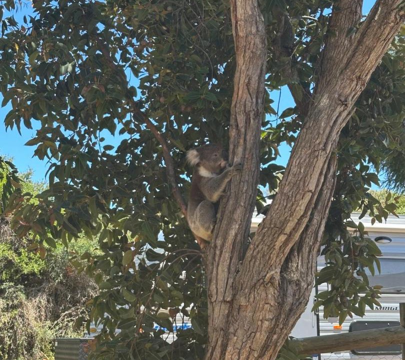Photo of Others in Venus Bay