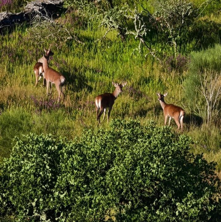 Photo of Others in Cegonhas