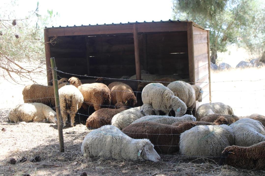 Photo of Others in Evora