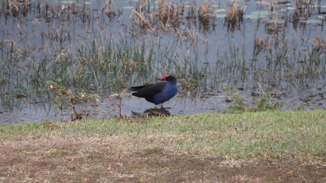 Photo of Others in Pelican Waters