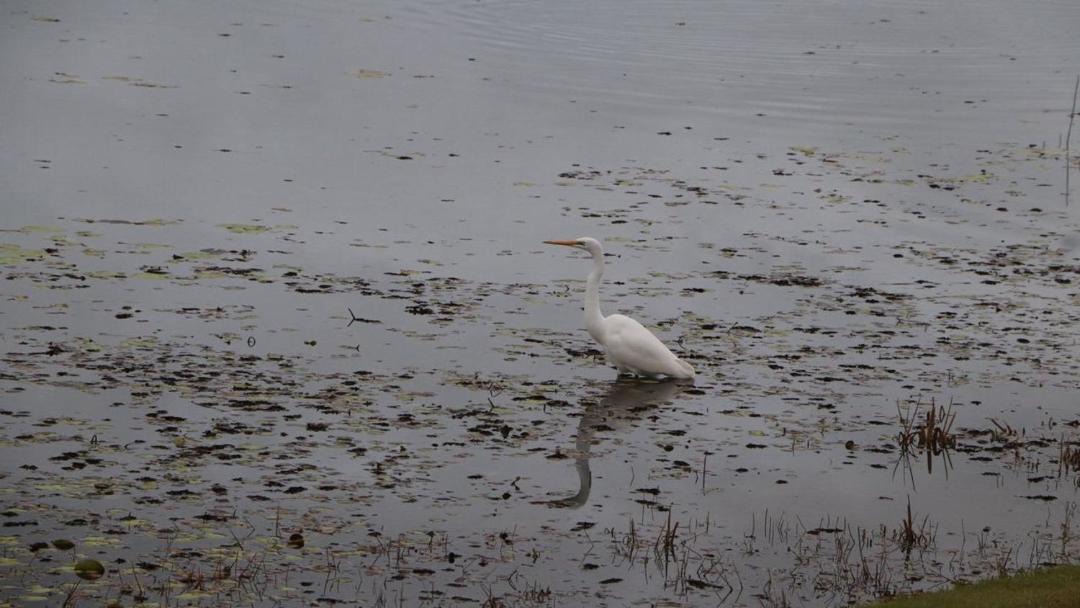 Photo of Others in Pelican Waters