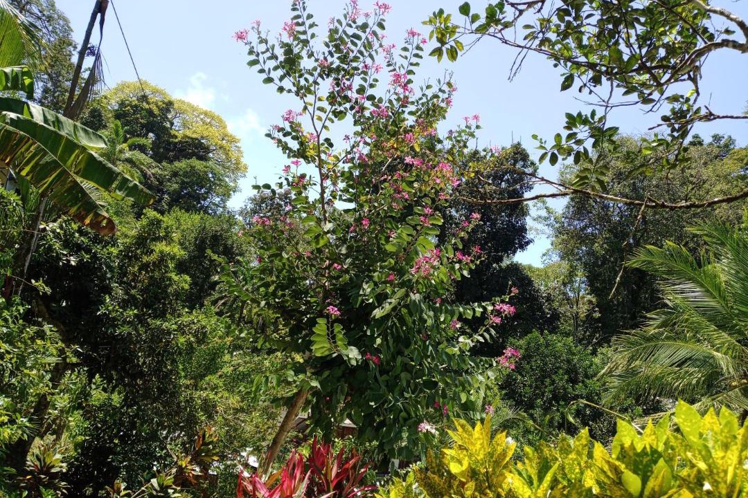 Photo of Others in Puerto Viejo de Talamanca