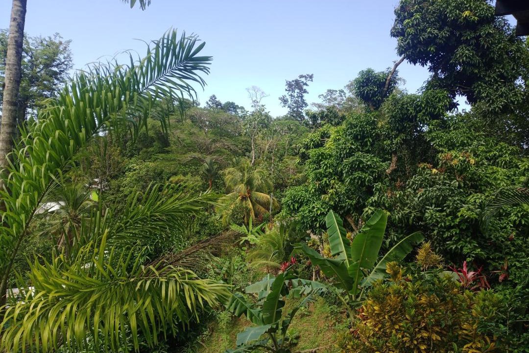 Photo of Others in Puerto Viejo de Talamanca