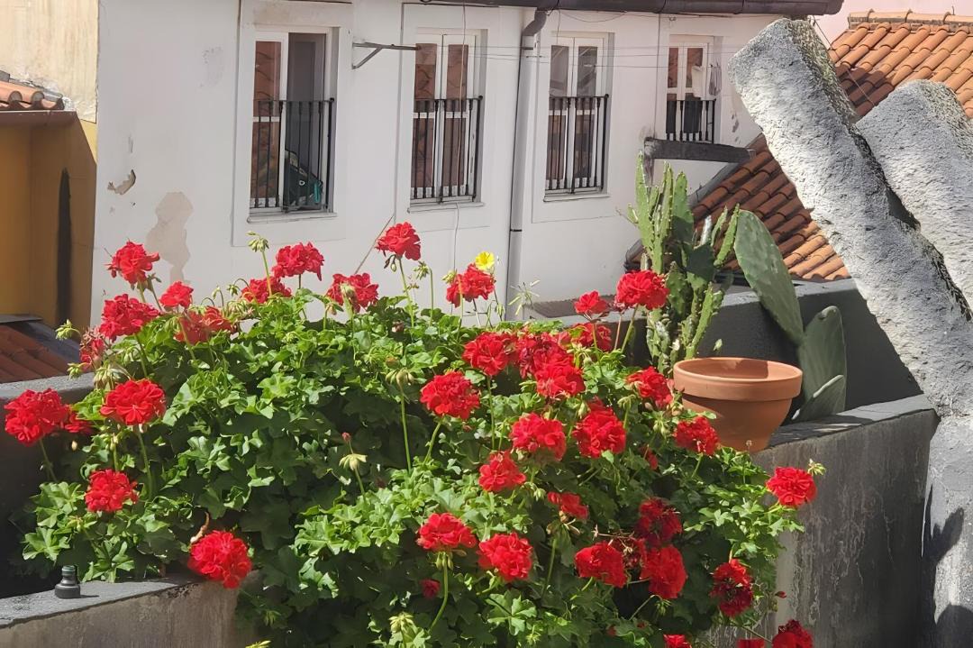 Photo of Others in Coimbra City Centre