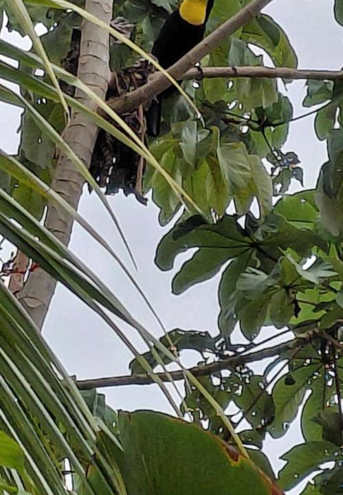Photo of Others in Uvita