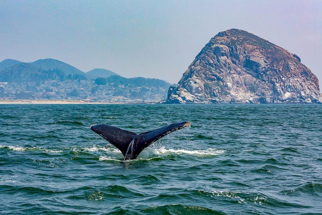 Photo of Others in Morro Bay