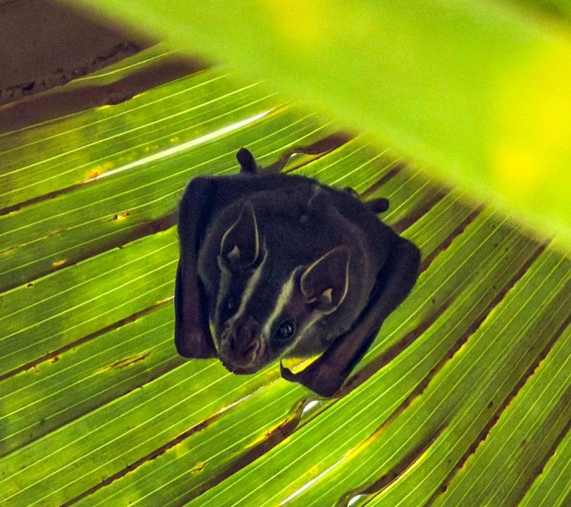 Photo of Others in Cahuita