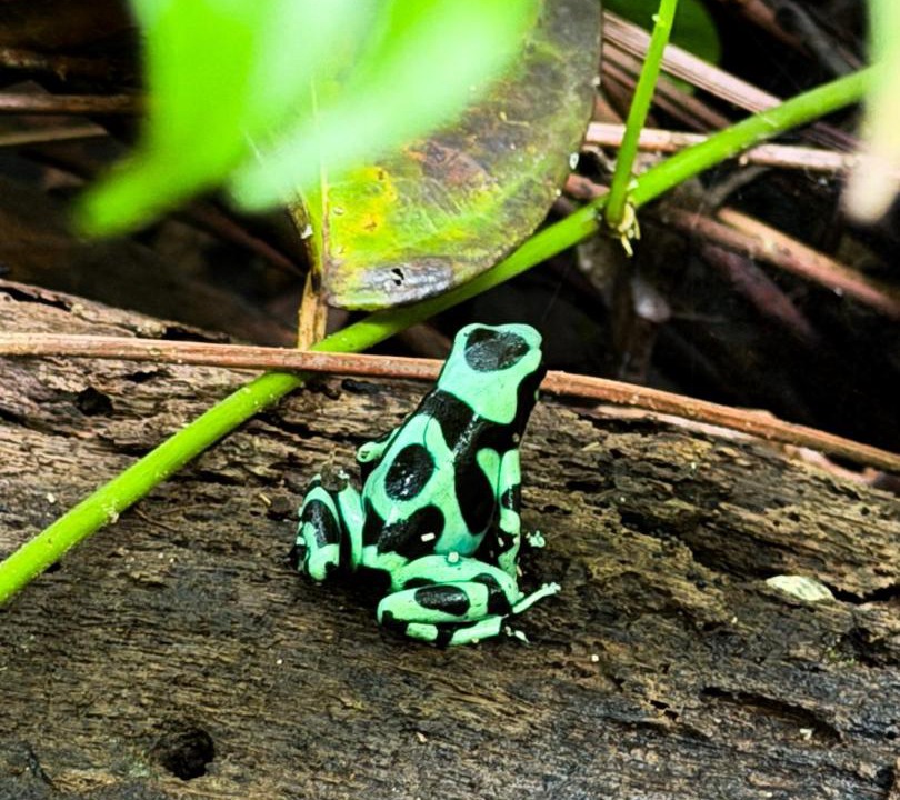 Photo of Others in Cahuita