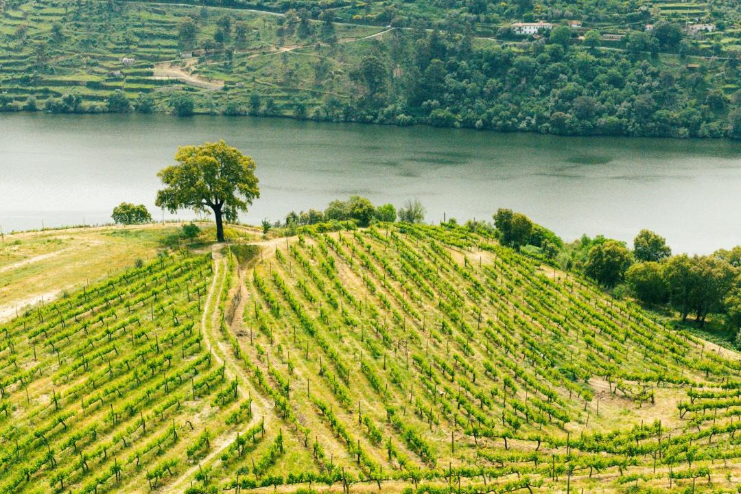 Photo of Others in Santa Cruz do Douro