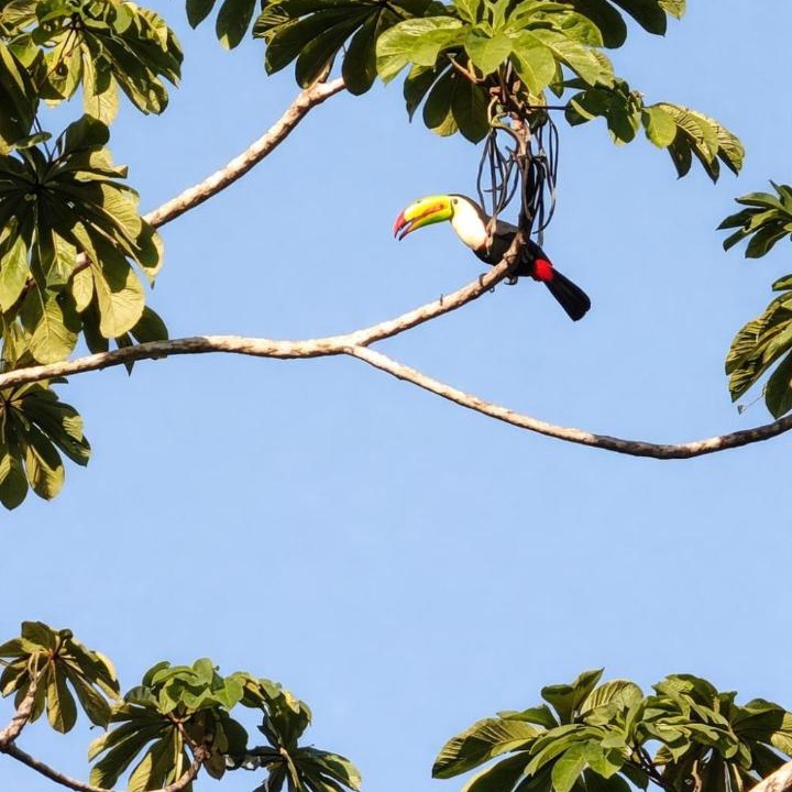 Photo of Others in Cocles