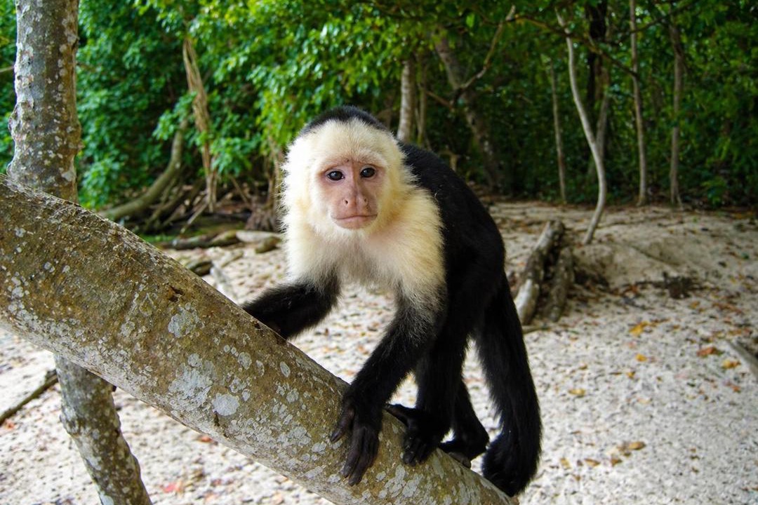 Photo of Others in Cahuita