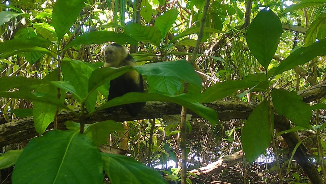 Photo of Others in Cahuita