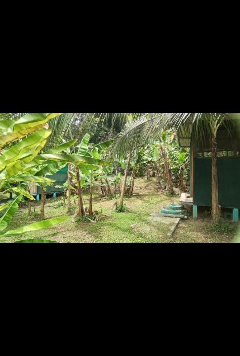 Photo of Others in Cahuita