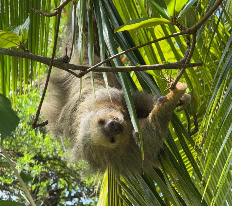 Photo of Others in Cahuita