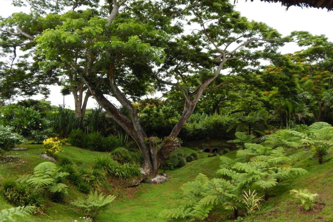Photo of Others in Taveuni Island West