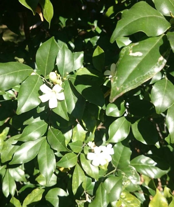 Photo of Outdoor in Coomera